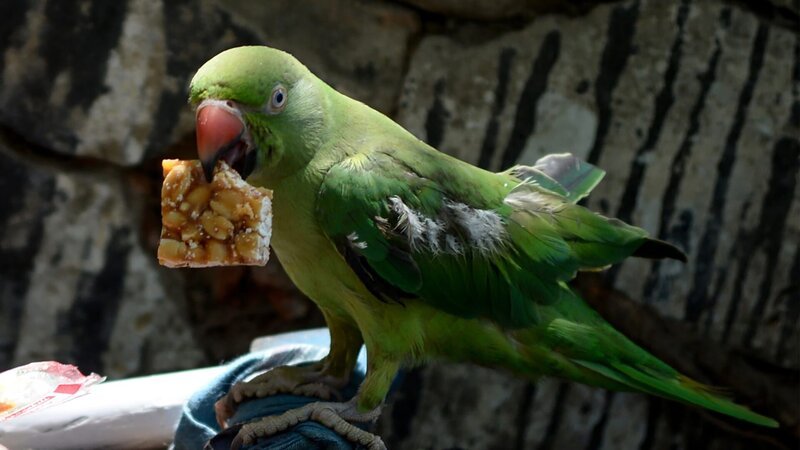 An Indian homeless physically challenged woman gestures towards her pet parrot on a roadside in Chennai. – Bild: ARUN SANKAR /​ AFP/​ Getty Images