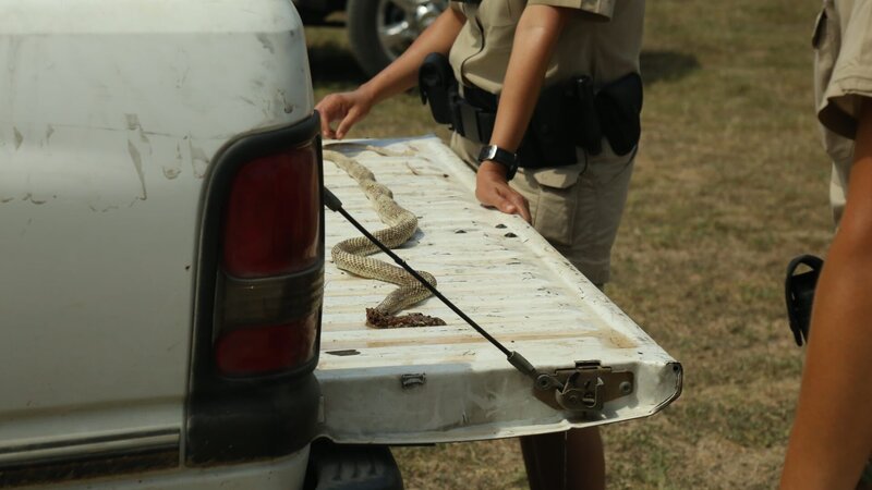 Warden Wei Wei Lin studies a snake that was shot in self defence. – Bild: Nick Cody /​ Animal Planet /​ Discovery Communications, LLC