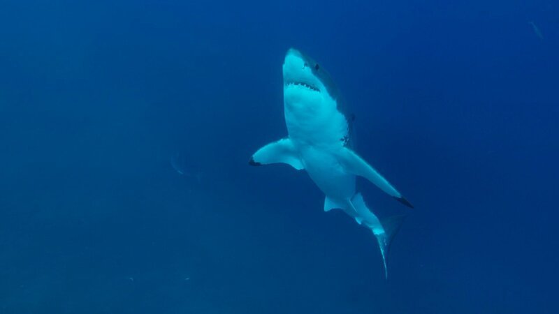 Great White Shark’s under belly in ocean. – Bild: Discovery Channel /​ Discovery Communications
