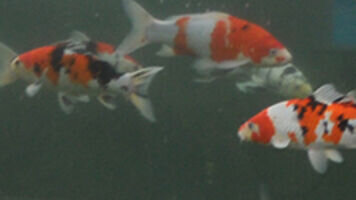 Amur carp that are kept for decorative purposes in outdoor ponds or water gardens. – Bild: Animal Planet /​ Photobank 31949_ep211_005.jpg /​ Discovery Communications