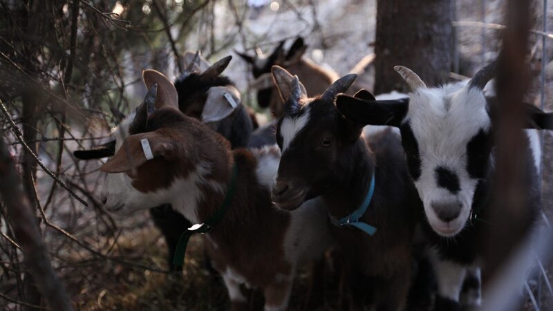 Dr. Dee and Ken’s new goats congregate in their pen. – Bild: Discovery Communications/​Photographer: Carl H Matsukado