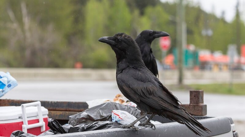 Two Common Ravens perch on the bed of a pickup truck in British Columbia. – Bild: Colleen Gara /​ Getty Images