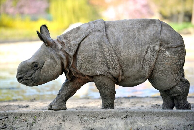Nashorndame Jhansi hat vor vier Tagen ihr Jungtier bekommen: einen Bullen. Der ist das Ergebnis einer guten Zusammenarbeit zwischen Zoo und Tierpark, denn Jhansi wurde im Zoo gedeckt und im Tierpark kam der Kleine zur Welt. – Bild: rbb/​Thomas Ernst