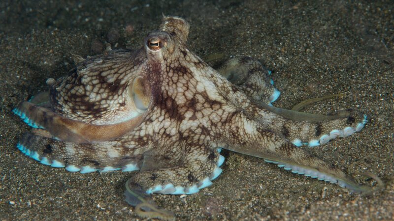 Veined Octopus AKA Coconut Octopus resting on sandy sea bottom – Bild: Sirachai Arunrugstichai