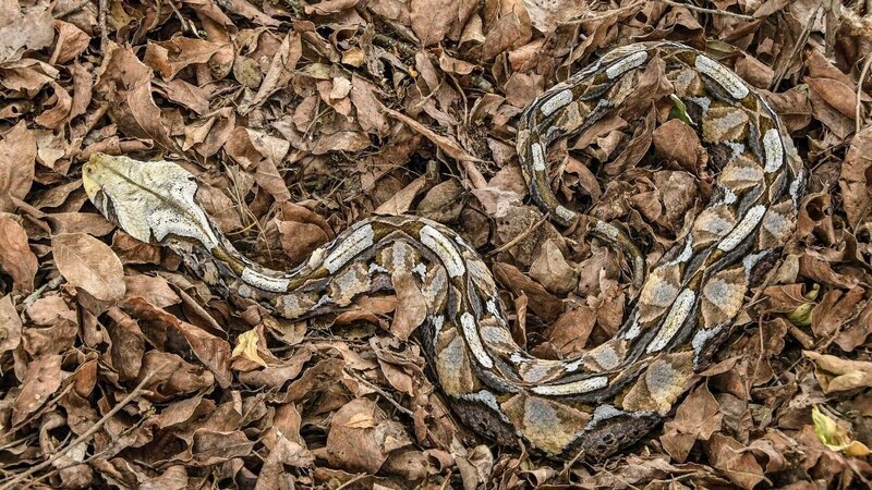 Eine Gabunviper getarnt in gefallenen Blättern. – Bild: TVNOW /​ Lion Mountain Media /​ Themba Mhlanga