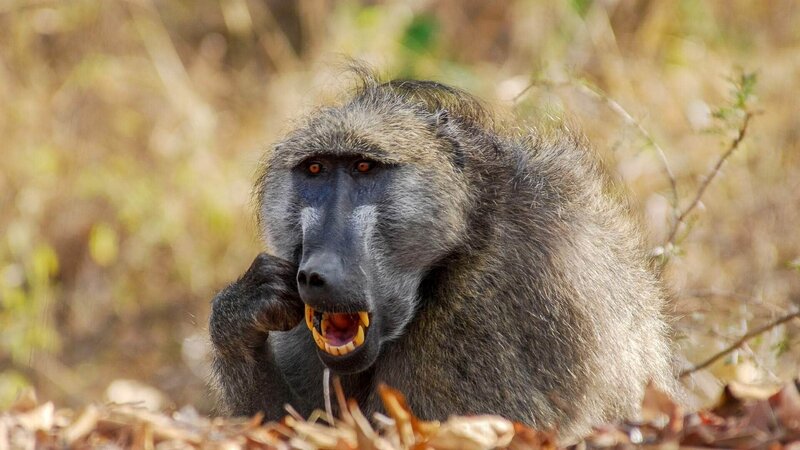Ein Pavian beim Zähneputzen. – Bild: TVNOW /​ Lion Mountain Media /​ Peter Lamberti