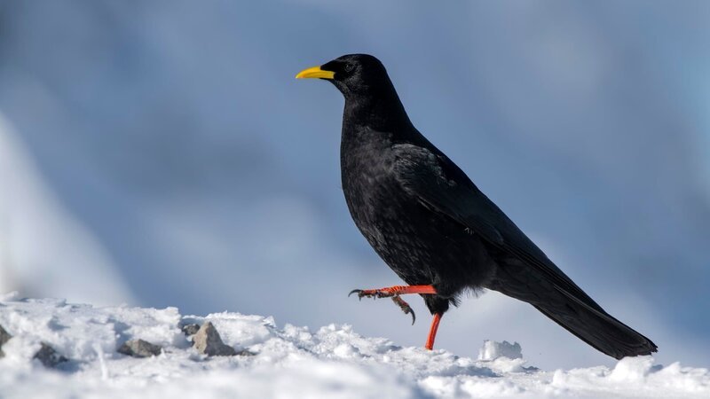 Krähe. – Bild: imageBROKER/​Reinhard Holzl