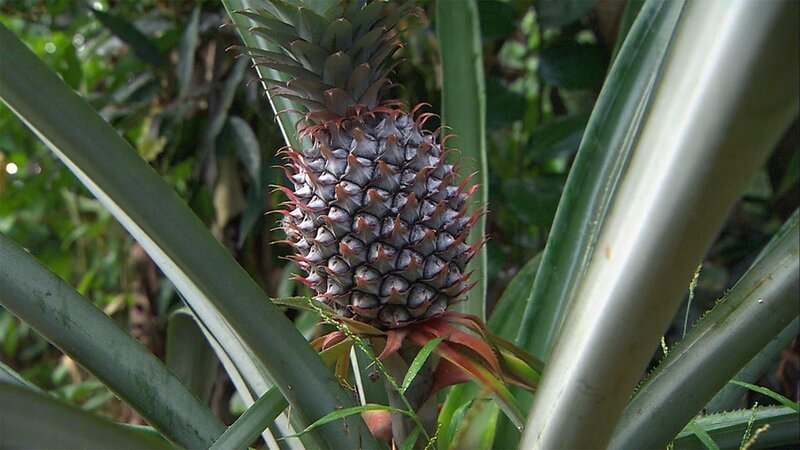 die Ananas – Bild: tv.gusto