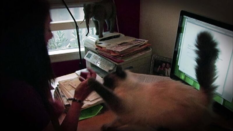 Stella the cat inside the house. – Bild: Animal Planet