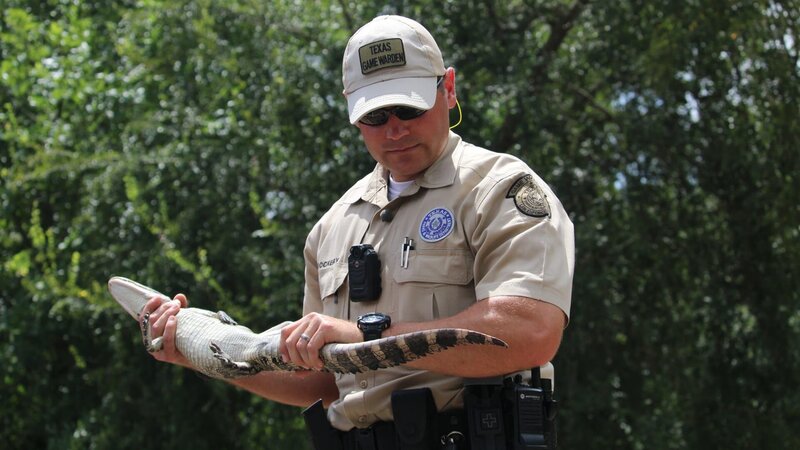 Warden Dockery prepares to release the baby alligator into the wild. – Bild: Discovery Communications