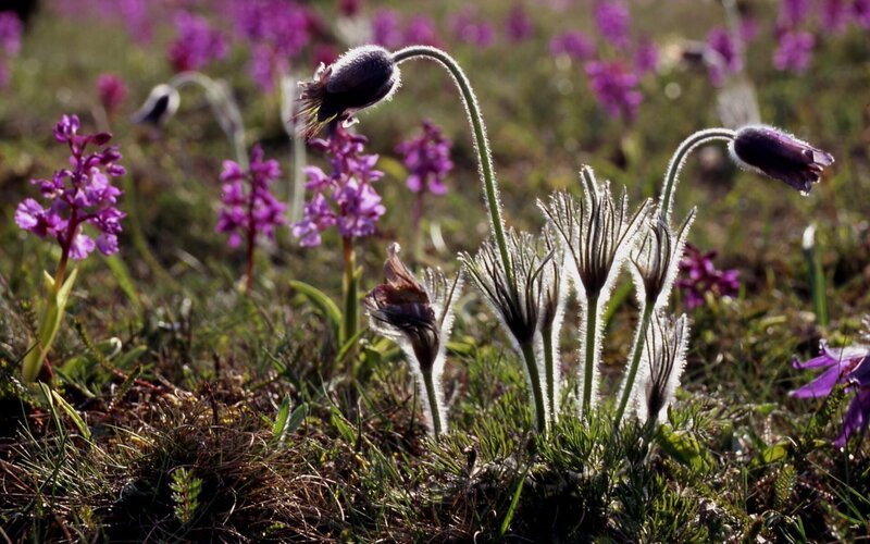 Orchidee und Küchenschelle. – Bild: BR/​SWR