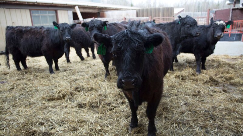 Wide shot of Russell Pinkelman’s cows. – Bild: For merchandising, publishing & ancillary products, check talent contract, appearance & property releases.