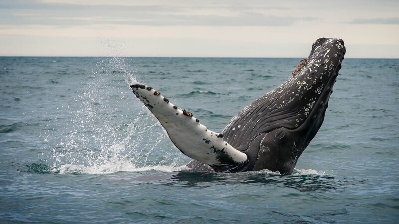 Humpback whale. – Bild: freeezzzz /​ Getty Images/​500px Prime