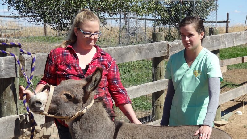 Jenny Zeller and Amy work at the mini donkey ranch. – Bild: Animal Planet /​ Photobank 35179_ep302_035.JPG /​ Discovery Communications