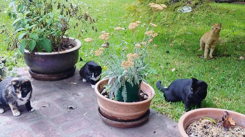 Cats in the yard. – Bild: Animal Planet