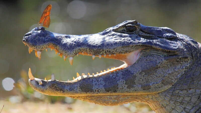 Brillenkaiman (Jacare Caiman) im brasilianischen Pantanal mit einem Schmetterling auf seiner Nase. – Bild: ZDF und ORF/​BBC/​Nick Green