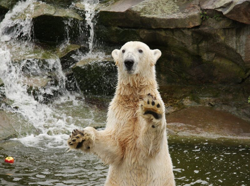 Eisbär Knut – Bild: rbb/​Christina Herbst