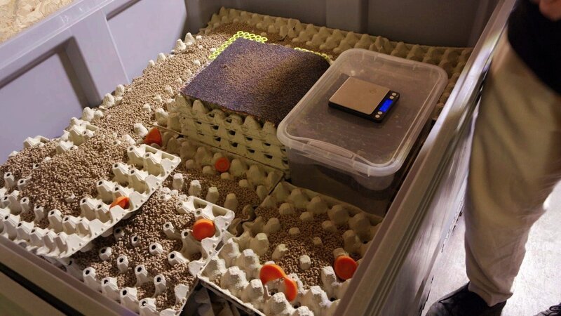 Produktion von Grillen als Nahrungsmittel. – Bild: Langbein & Partner / ORF Produktion von Grillen als Nahrungsmittel. – Bild: Langbein & Partner / ORF