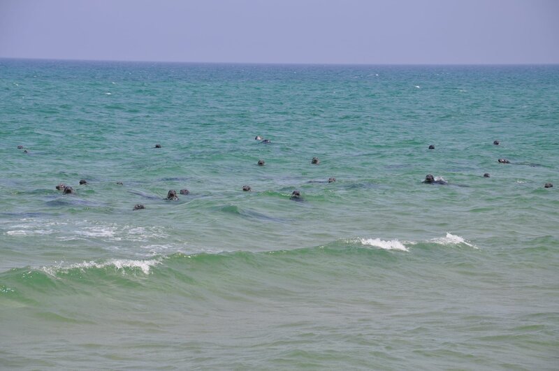 Sable Island, bekannt als „Friedhof des Nordatlantiks“, hat seit Ende des 15. Jahrhunderts mehr als 350 Schiffe versenkt. – Bild: Ashley Harnden