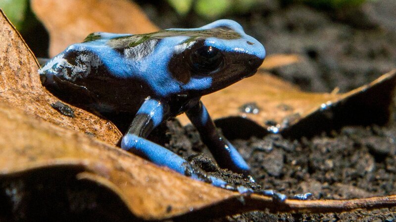 Blauer Gift-Pfeil-Frosch. – Bild: ZDF und ORF/Earth Touch Blauer Gift-Pfeil-Frosch. – Bild: ZDF und ORF/Earth Touch