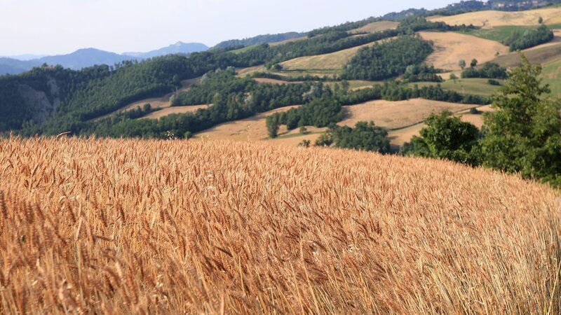 In der Emilia-Romagna wird Hartweizen angebaut, die Grundlage für gute Pasta. – Bild: 2024 Ampersand In der Emilia-Romagna wird Hartweizen angebaut, die Grundlage für gute Pasta. – Bild: 2024 Ampersand