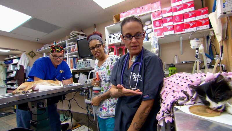 Stanley eating at the vet with Dr Jeff and nurses. – Bild: Discovery Communications