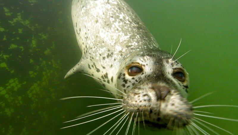 Robbe Moe beim Schwimmen unter Wasser. – Bild: NDR/​5ǀ14 FILM