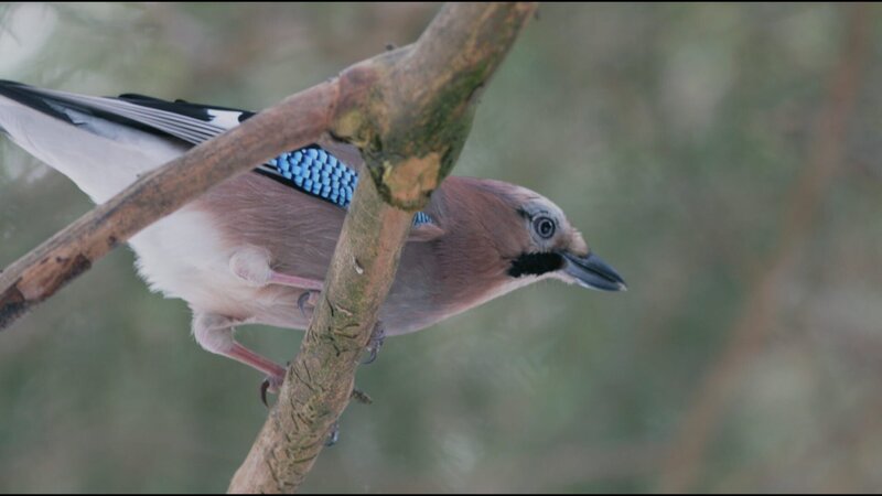 Sanfte Berge, wilde Moore – Bild: ORF/​Centurioni Images/​Patrick Centurioni