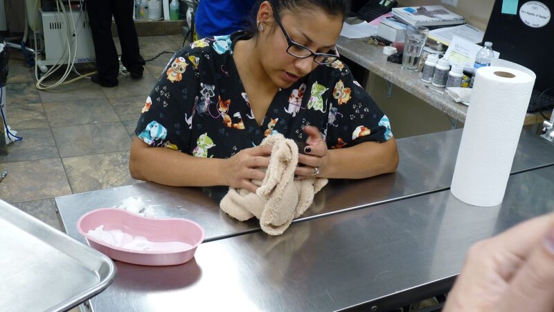 Dr. Jeff must act fast to save a kitten with head trauma. Then Dr. Amy treats a dog whose weak heart makes surgery a risk. A good Samaritan helps a family when their pit bull is hit by a car. And Dr. Baier gets a workout trying to treat two wallabies. – Bild: Animal Planet /​ Discovery Communications