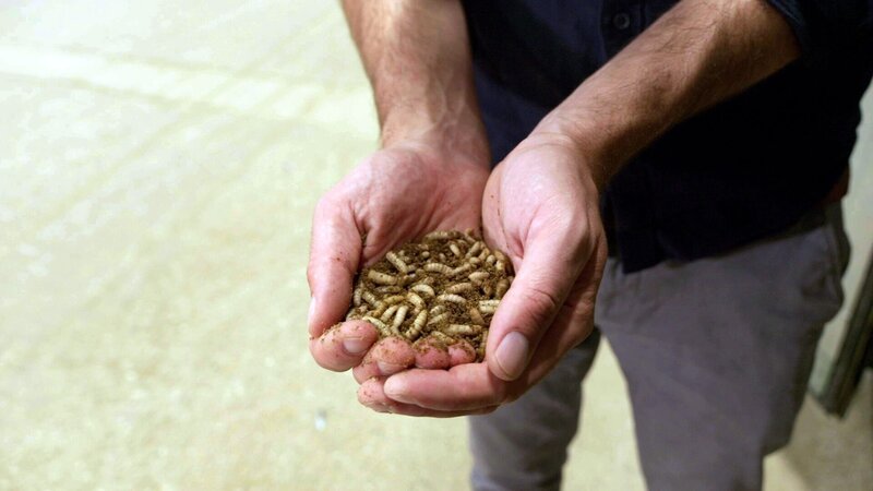 Heuschrecken, Maden & Co. – Bild: Langbein & Partner /​ ORF