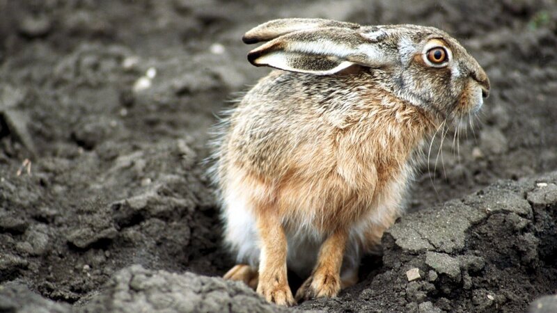 Weitläufige Steppen, wie man sie heute nur noch im Osten Europas findet, waren der ursprüngliche Lebensraum des Europäischen Feldhasen, doch die scheuen Nager sind äußerst anpassungsfähig. – Bild: Franz Hafner