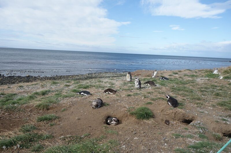 Punta Arenas in Chile. Impressionen – Magellan-Pinguine auf der Isla Magdalena. – Bild: Farah M’haimdat /​ BR, Bewegte Zeiten Filmproduktion GmbH /​ BR/​Bewegte Zeiten Filmproduktion GmbH/​Farah M’haimdat