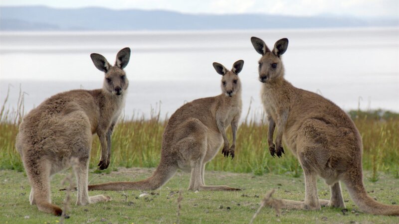 Australisches Riesenkänguruh auf Maria Island – Bild: ZDF und ORF/​AV Dokumenta