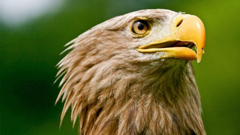 Ausgewachsener Seeadler schaut auf. – Bild: Honorarfrei – nur für diese Sendung bei Nennung ZDF und ORF/​Istvan Nadaskay Filmproduktion/​Mag.Elisabeth Korinek-Schönthal