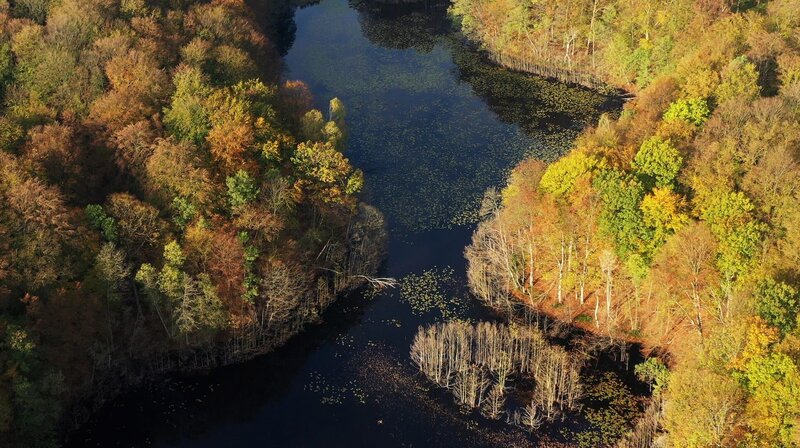 Mit dem Wasser kehren auch viele Tier- und Pflanzenarten in die Schorfheide zurück. – Bild: NDR/​Doclights GmbH/​coraxfilm