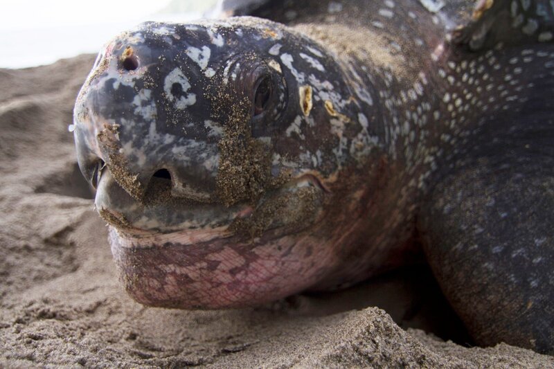 Trinidads älteste Besucher – die Lederschildkröten. – Bild: Anthony Pyper