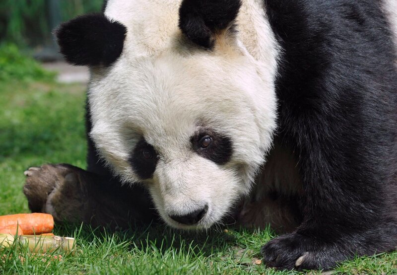 . . ARD/​rbb PANDA, GORILLA & CO., TEIL 148, „Geschichten aus dem Zoo Berlin und dem Tierpark Berlin“, am Donnerstag (17.06.10) um 16:10 Uhr im ERSTEN. Pandab‰r BaoBao bekommt zum Fr¸hst¸ck Suppe, alles fein p¸riert, denn mit seinen 31 Jahren schlabbert er lieber sein Essen, als das er kaut. © rbb/​Thomas Ernst, honorarfrei – Verwendung gem‰ﬂ der AGB im engen inhaltlichen, redaktionellen Zusammenhang mit genannter rbb-Sendung bei Nennung „Bild: rbb/​Thomas Ernst“ (S2). rbb Presse & Information, Masurenallee 8–14, 14057 Berlin, Tel: 030/​97 99 3–12118 oder -12116, pressefoto@rbb-online.de. – Bild: rbb