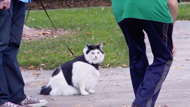 Elvis the cat. – Bild: Animal Planet