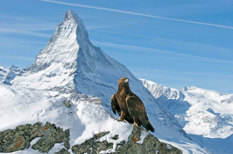 Steinadler vor Matterhorn. – Bild: WDR/​SWR/​Terra Mater Factual Studios /​Toni Nemeth