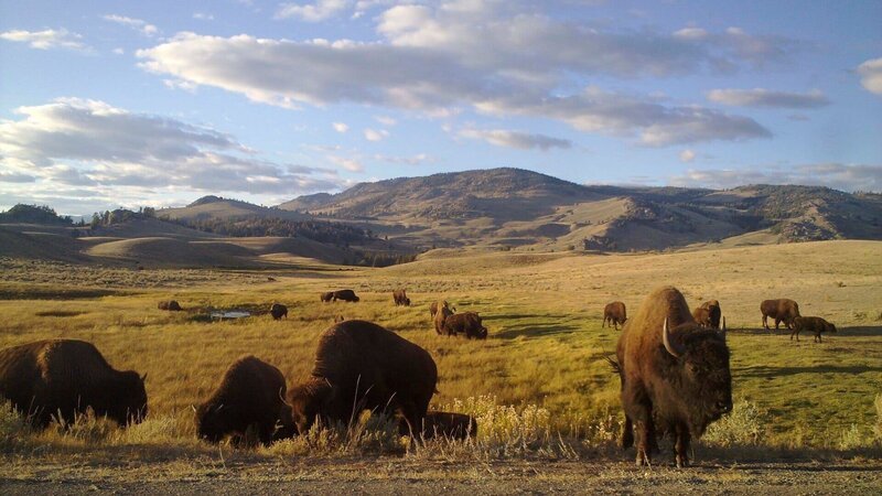 Yellowstone ist der älteste Nationalpark der USA – und die Heimat großer Bisonherden. – Bild: Honorarfrei – nur für diese Sendung bei Nennung ZDF und NDR/​Doclights.