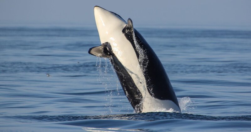 Lange Zeit war „Killerwal“ der verbreitete Name für Schwertwale. Heute bevorzugen Zoologen den Namen „Orca“. – Bild: NDR/​NDR Naturfilm/​Doclights GmbH
