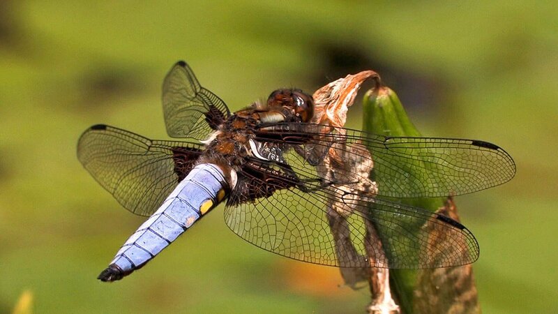 Universum: „Libellen – Die Himmelsjäger“, Dieser Film präsentiert Libellen, wie man sie noch nie gesehen hat. Faszinierende Makroaufnahmen führen in die Welt dieser Insekten, die schon zu Zeiten der Dinosaurier auf der Erde lebten. Spektakuläre Superzeitlupen und aufwändige Computeranimationen verraten erstmals, wie Libellen ihre Beute blitzschnell im Flug fangen – und wie sie sich in der Luft paaren. Unterwasseraufnahmen enthüllen die Entwicklung der räuberischen Libellenlarve, Zeitrafferszenen das Schlüpfen des fertig entwickelten Insekts. Doch die farbenprächtigen Flugakrobaten schweben in Gefahr: Die bevorzugten Lebensräume der Libellen an und in Gewässern schrumpfen zusehends – und so sind allein in Europa bereits etwa 80 Arten vom Aussterben bedroht. – Bild: ZDF und ORF/​Power of Earth