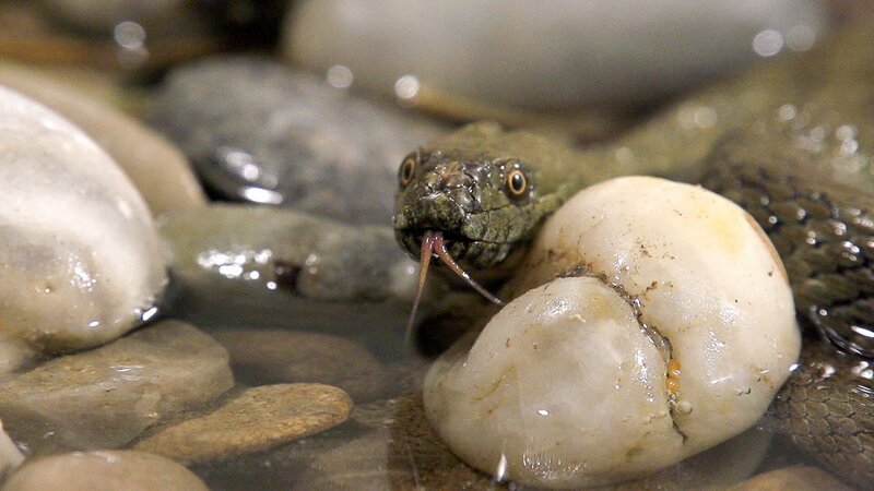 Würfelnattern sind Wasserschlagen. Ihr bevorzugter Lebensraum sind klare Bäche und Seen. Sie sind geschickte Jäger im Wasser. – Bild: Honorarfrei – nur für diese Sendung bei Nennung ZDF und ORF/​Power of Earth.