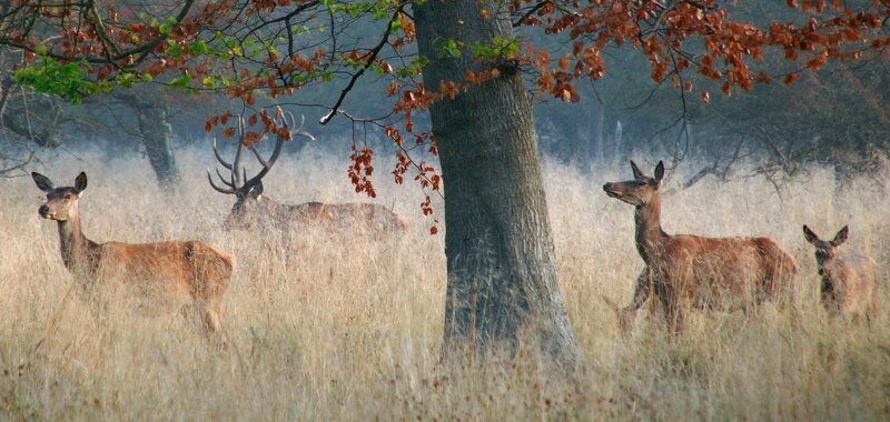 Rothirsche bewohnen den halboffenen Wald von Lille Vildmose – zur Brunftzeit bewacht der Platzhirsch fast ununterbrochen seine Weibchen. – Bild: ZDF und NDR/​Nautilusfilm/​NDR Naturfilm