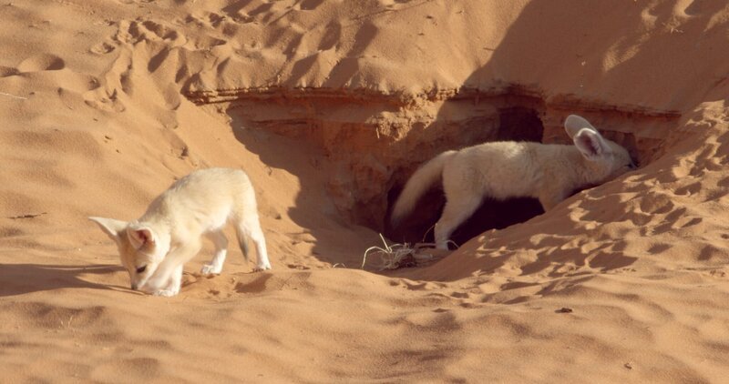 Fenekjungen. Fenneks sind die Überlebenskünstler in der Wüste Marokkos. Sie kommen mit wenig Flüssigkeit zurecht, leiten über Ohren und Körper Hitze ab und trotzen den extremen Bedingungen. – Bild: Barney Rübe /​ BR