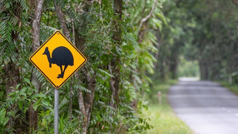 Mehr als Koalas und Kängurus: Eine Reise ins australische Queensland verspricht faszinierende Tierbegegnungen. – Bild: ZDF