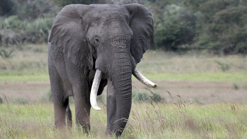 Ein angehender Great Tusker. – Bild: ZDF und ORF/​Manuela Zips-Mairitsch