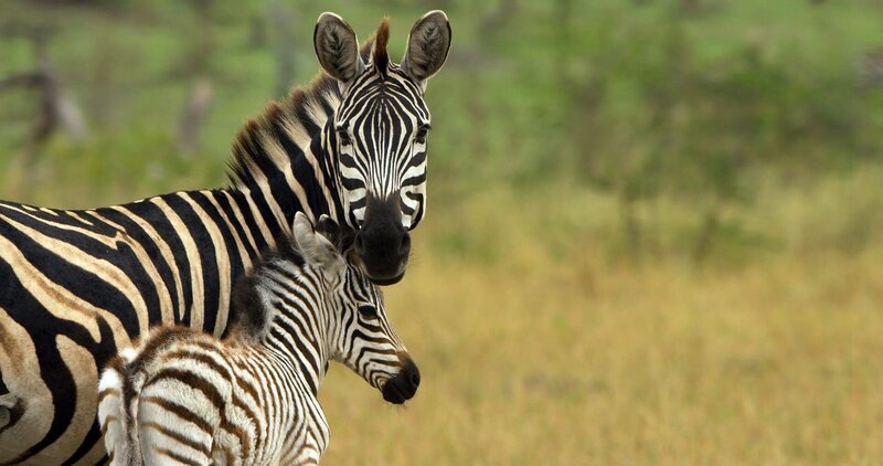 Zebra Tishala muss gut auf ihr Fohlen aufpassen. – Bild: ZDF und Richard Jones
