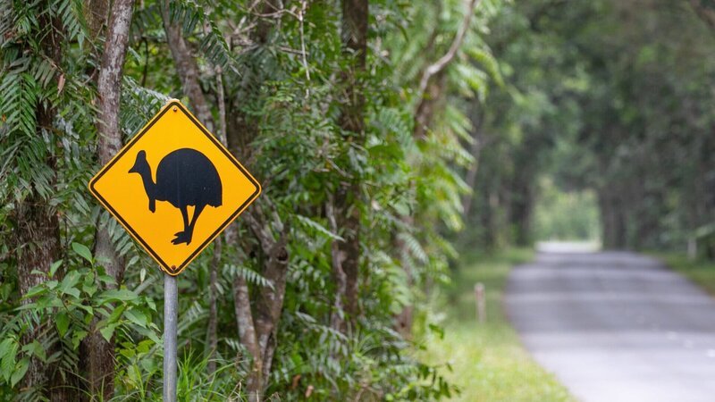 Mehr als Koalas und Kängurus: Eine Reise ins australische Queensland verspricht faszinierende Tierbegegnungen. – Bild: ZDF Mehr als Koalas und Kängurus: Eine Reise ins australische Queensland verspricht faszinierende Tierbegegnungen. – Bild: ZDF
