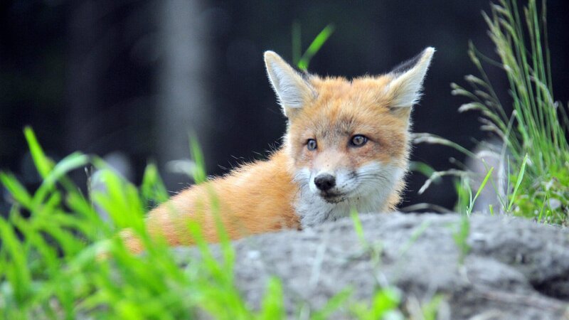 Fuchs – Bild: ZDF und ORF/Posch TV/Werner Pleiner Fuchs – Bild: ZDF und ORF/Posch TV/Werner Pleiner